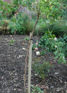 Image shows badly supported standard rose - allowing stem to bend. The effect will be greater once the head of the standard rose has doubled in size.